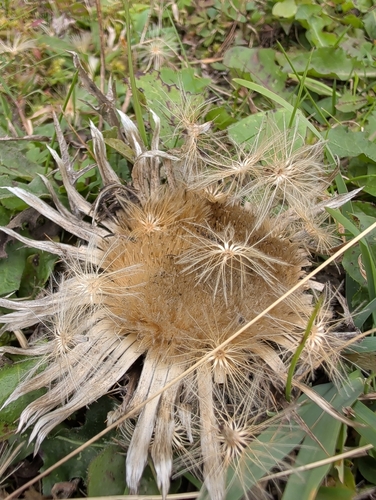 Silver Thistle