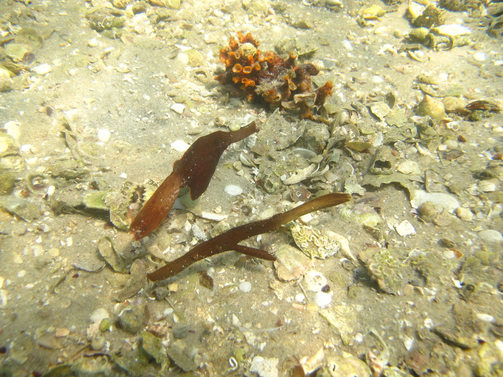 Robust Ghostpipefish
