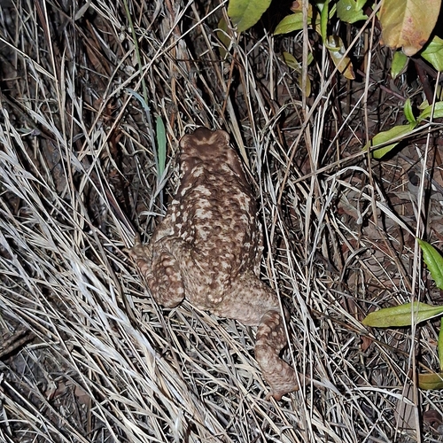 Spiny Toad