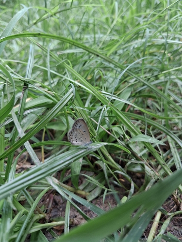 Pale Grass Blue