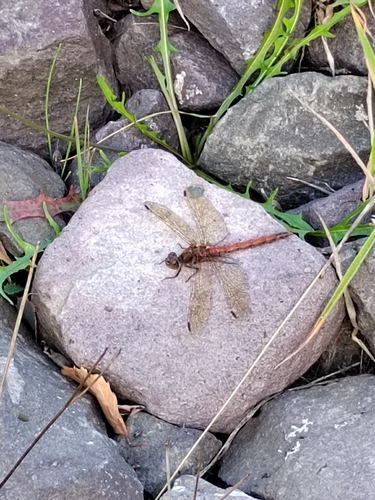 Common Darter
