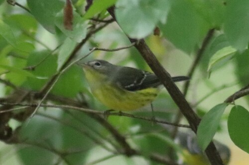 Magnolia Warbler