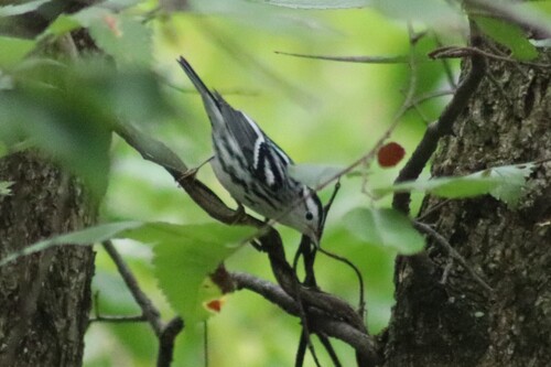 Black-and-white Warbler
