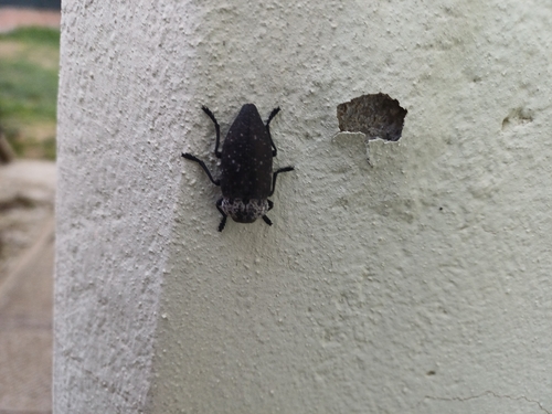 Flat-headed Root-borer
