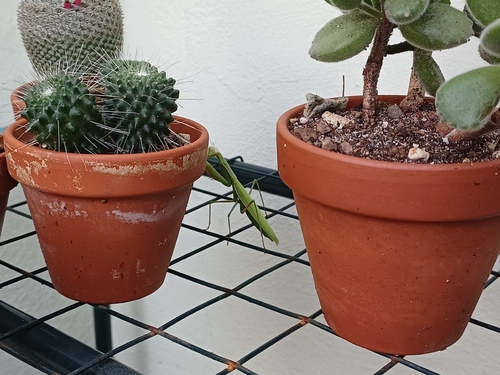 European Mantis