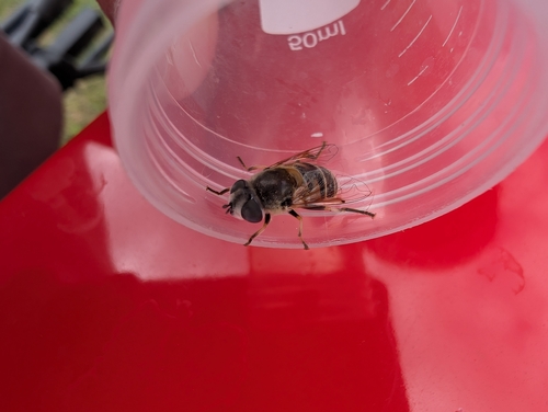 Yellow-shouldered Drone Fly