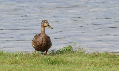 Mallard