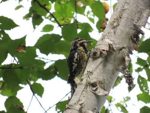 Yellow-bellied Sapsucker