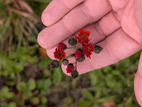 orange hawkweed