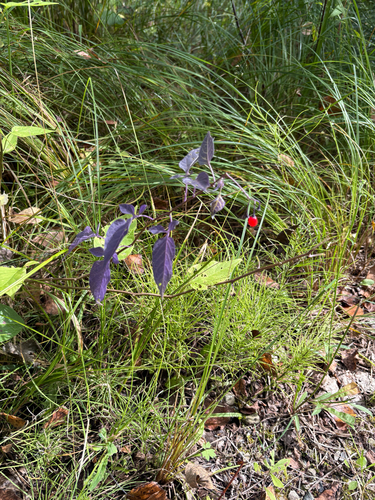 bittersweet nightshade