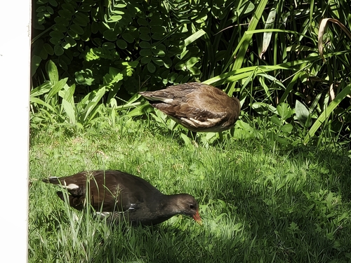 Eurasian Common Moorhen