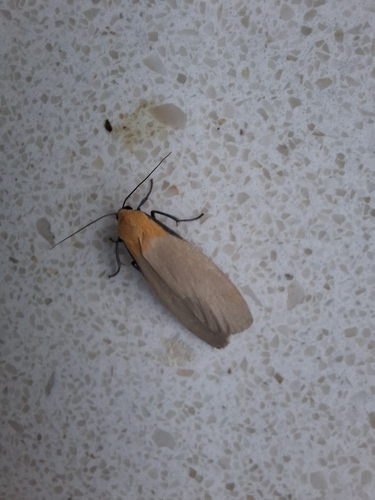 Four-spotted Footman