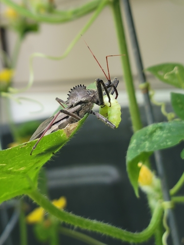 North American Wheel Bug