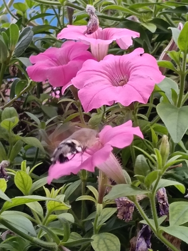 Eurasian Hummingbird Hawkmoth