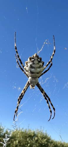 Lobed Argiope