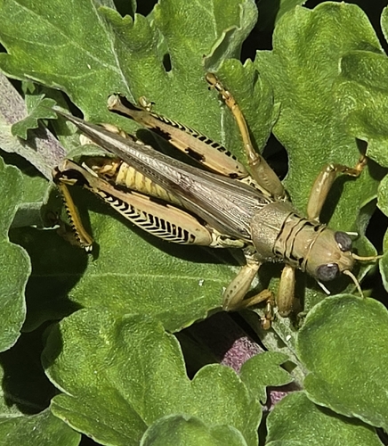 Differential Grasshopper