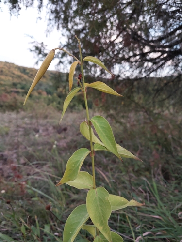 Swallow-wort