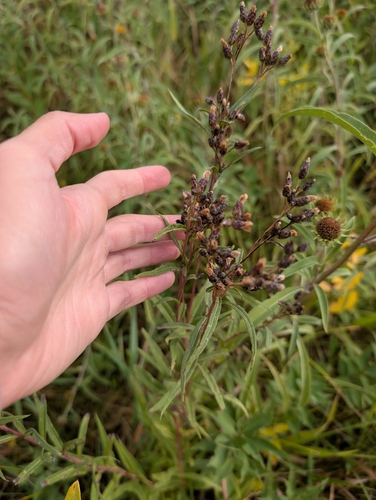 Smooth Ironweed