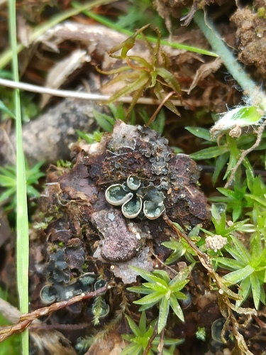 alternating dog lichen