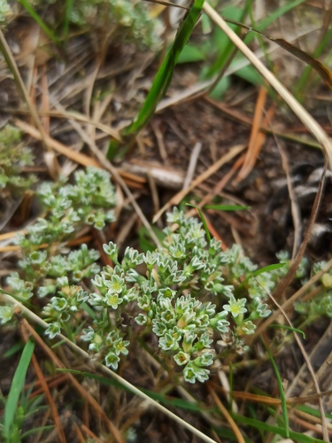 Perennial Knawel