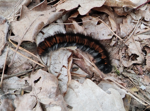 Fox Moth