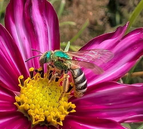 Bicolored Striped Sweat Bee