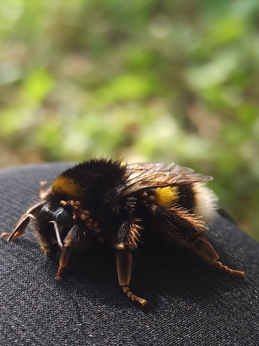 Buff-tailed Bumble Bee