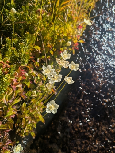 iNaturalist observation photo of marsh grass-of-Parnassus