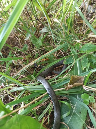 grass snake