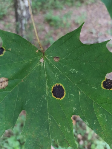 Black Tar Spot
