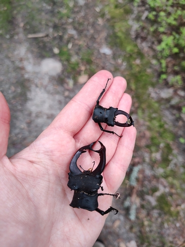 European Stag Beetle