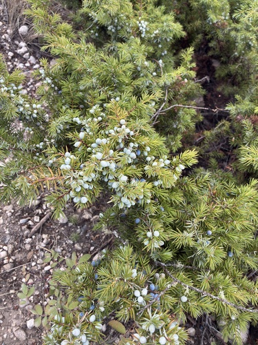 common juniper