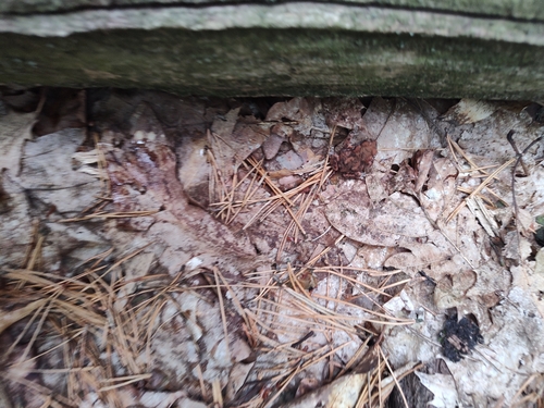 European Toad