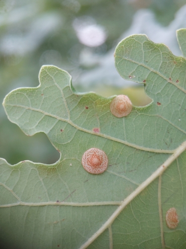 Common Spangle Gall Wasp