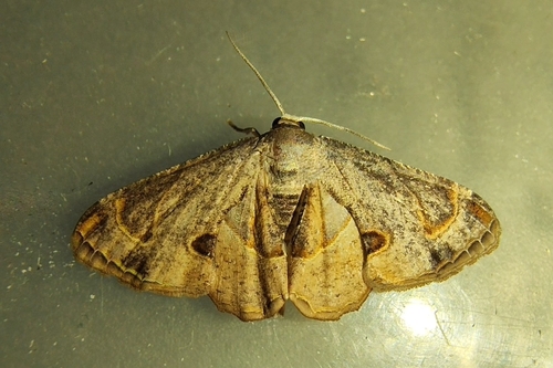 Cotton Leaf Roller