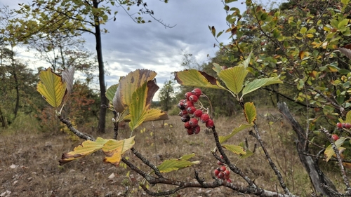 Whitebeam
