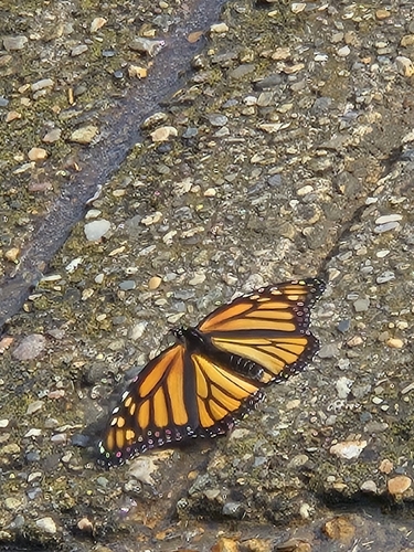 Monarch
