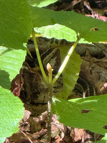 Common Garter Snake
