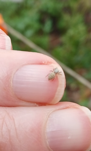 Peppered Jumping Spider