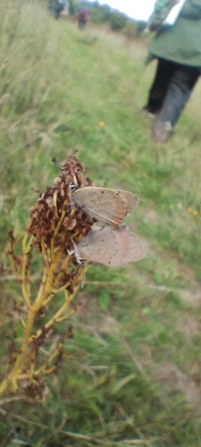 Small Copper