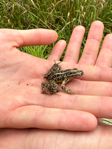 Pickerel Frog