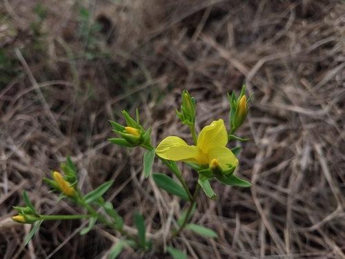 Golden Flax