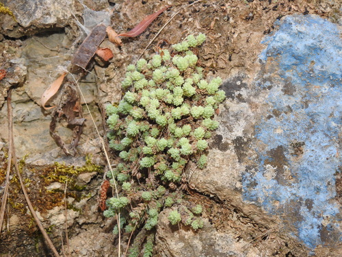 thick-leaved stonecrop
