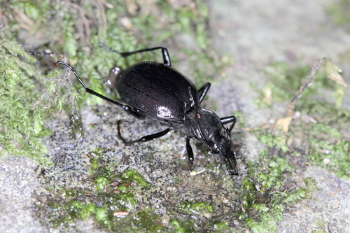 Cychrus italicus