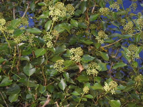 common ivy