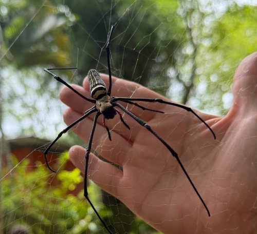 Giant Golden Orbweaver