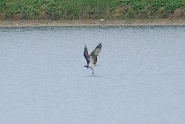 Osprey