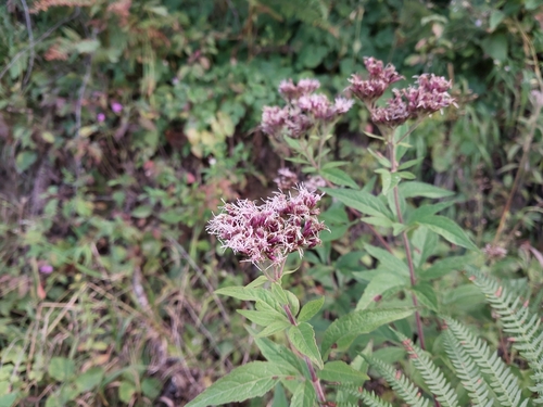 hemp agrimony