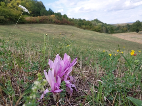 Autumn Crocus