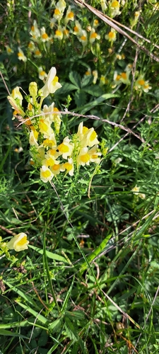 common toadflax